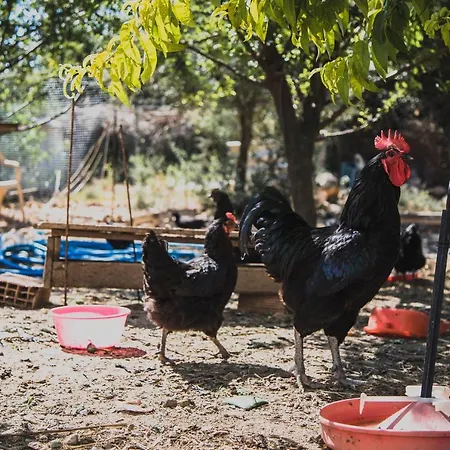 Huzur Hotel Siğacık